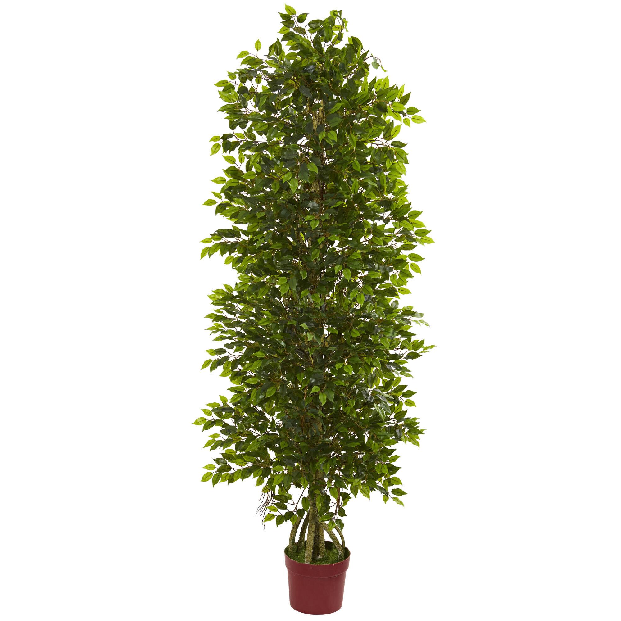 6ft. Potted Tiered Ficus Tree